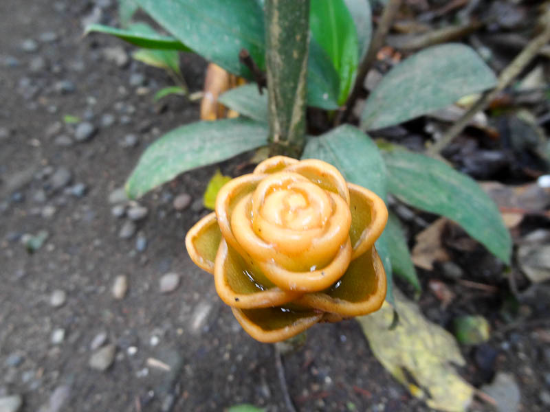 Cool Flowers