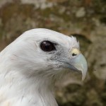 Eagles