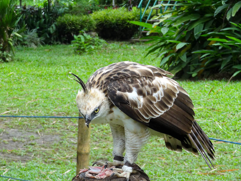 The Philippine Eagle