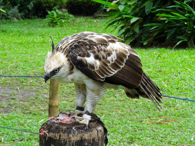 The Philippine Eagle