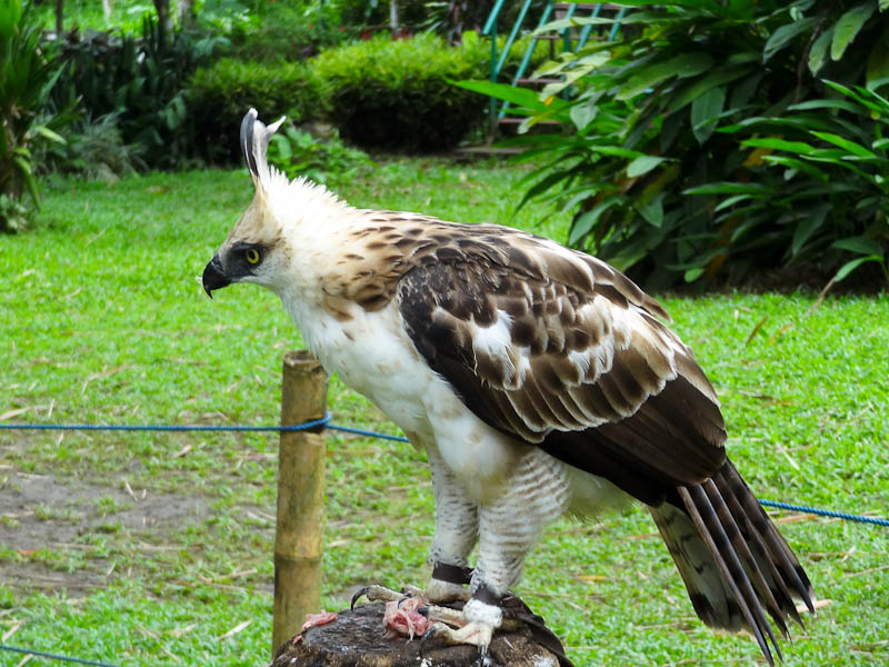 The Philippine Eagle