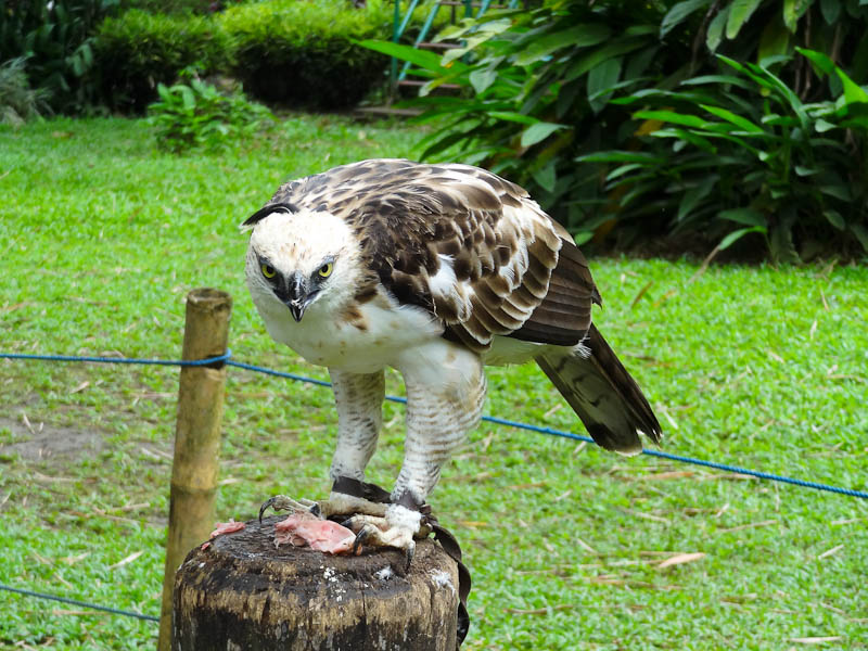 The Philippine Eagle