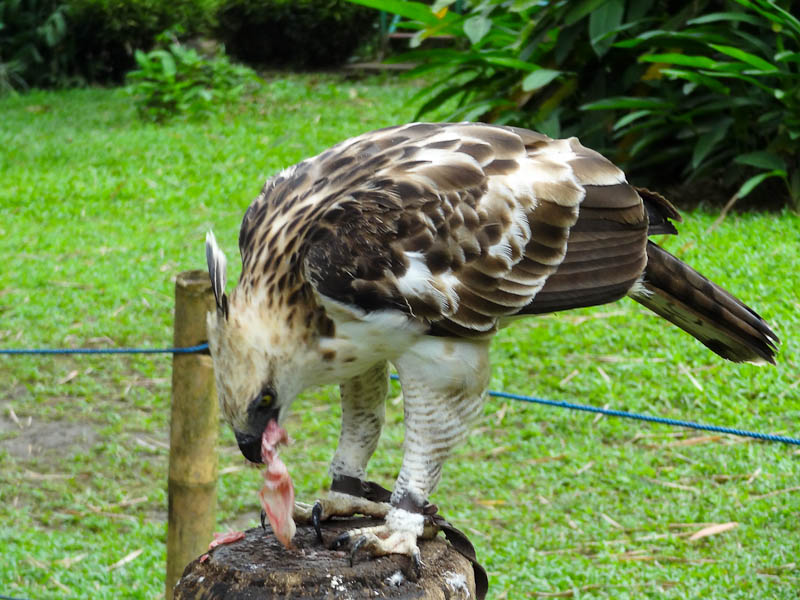 The Philippine Eagle