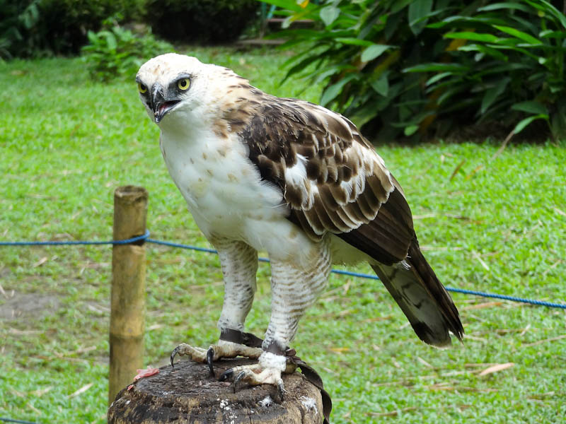The Philippine Eagle
