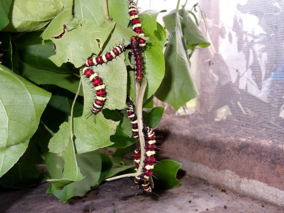 Cambodian Caterpillars