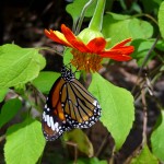 A Beautiful Butterfly In Cambodia