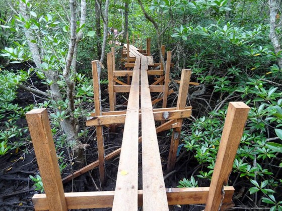 Mangroves Cut For This Bridge