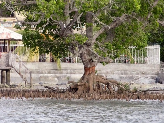 A Skinned Mangrove Tree