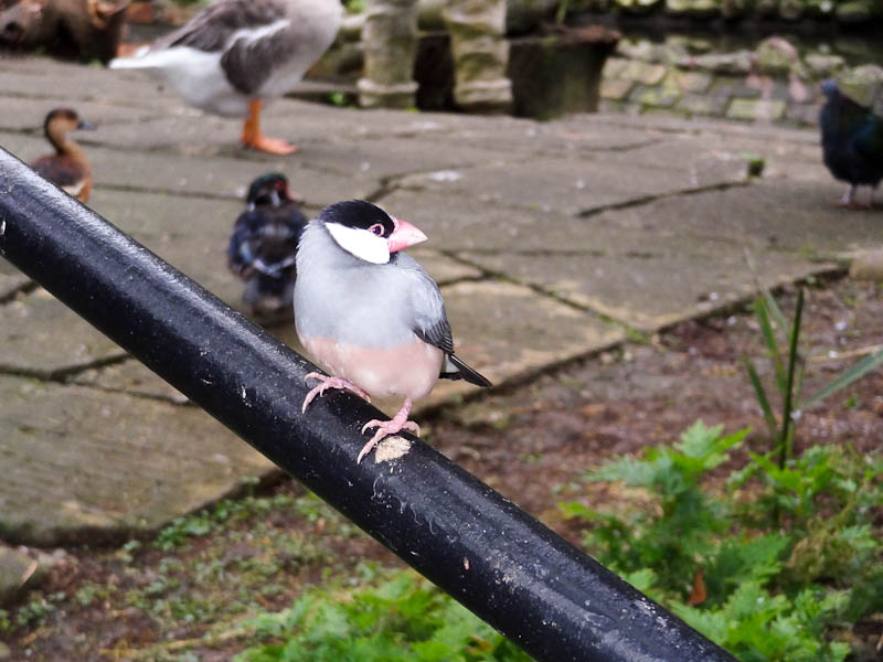 Beautiful Birds