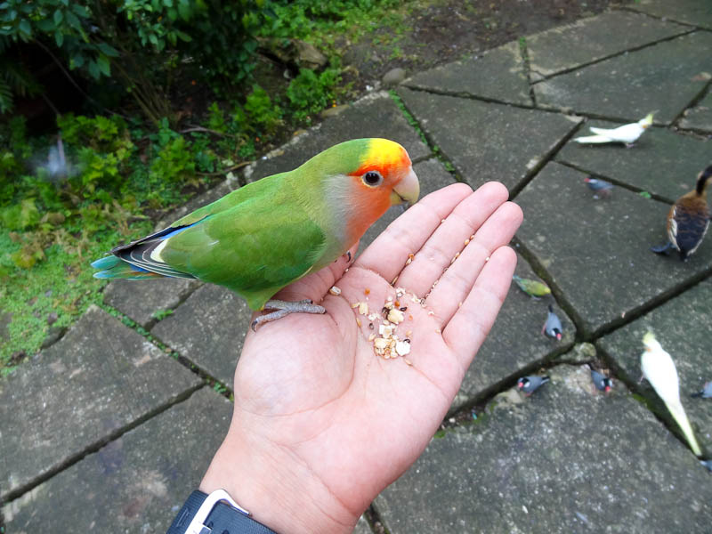 Beautiful Birds