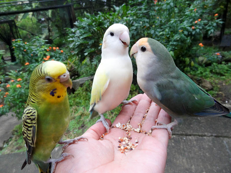 Beautiful Birds