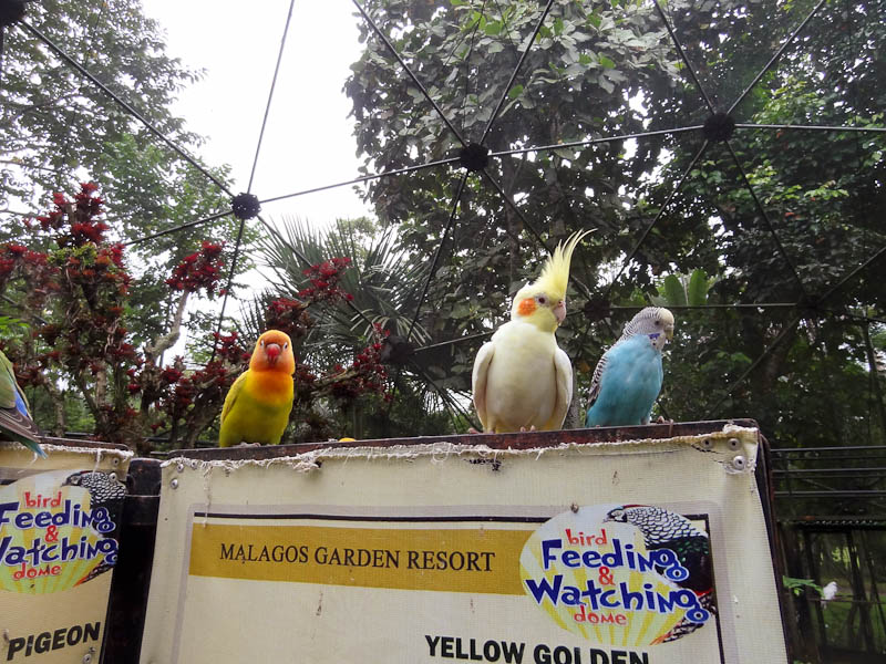 Beautiful Birds