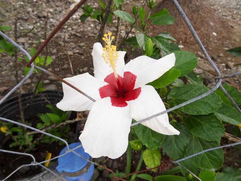 Beautiful Flowers