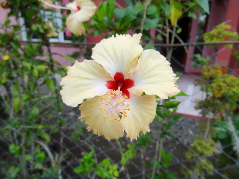 Beautiful Flowers