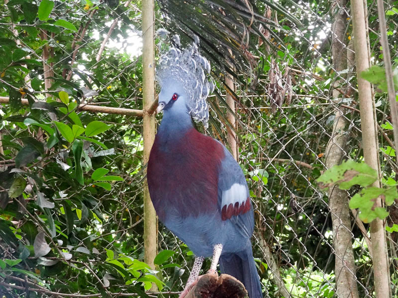 Cockatoo