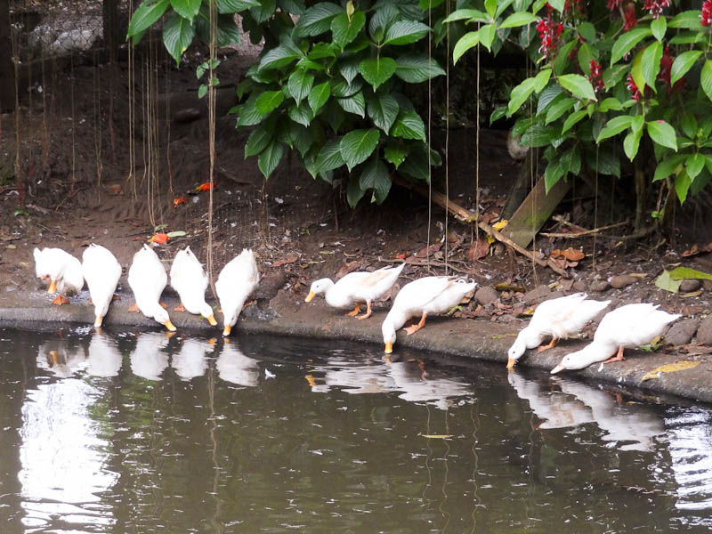 Ducks