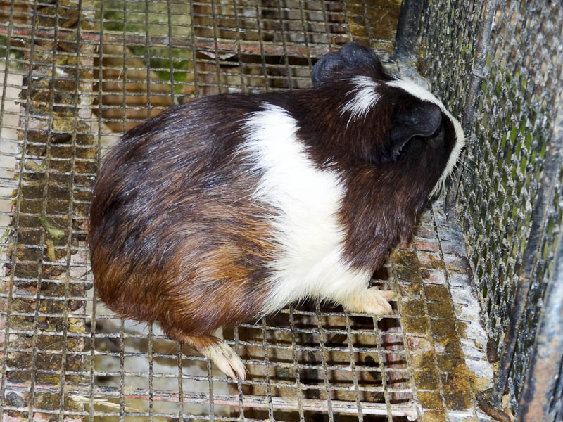 Guinea Pig