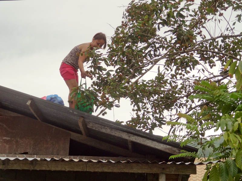 Harvesting Lyches On The Roof
