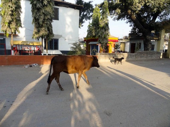 Momentarily Stateless Cow And Dog Momentarily Stateless Cow And Dog