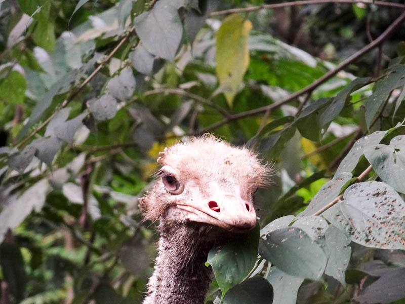 Ostrich Face