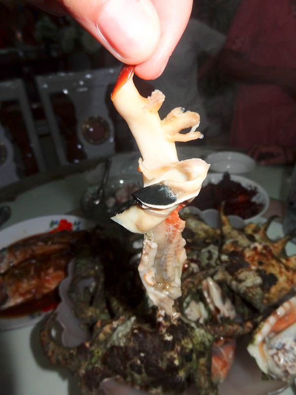 Some Kind Of Crab I Think