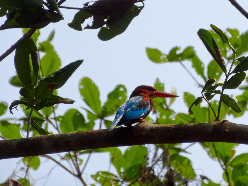 A Kingfisher Bird