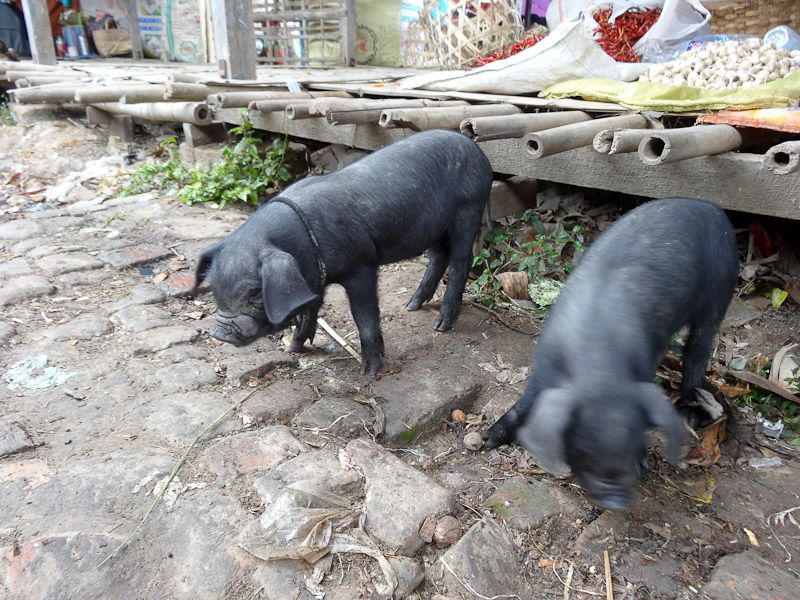 Baby Pigs