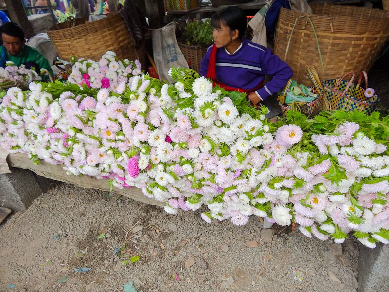 Beautiful Flowers