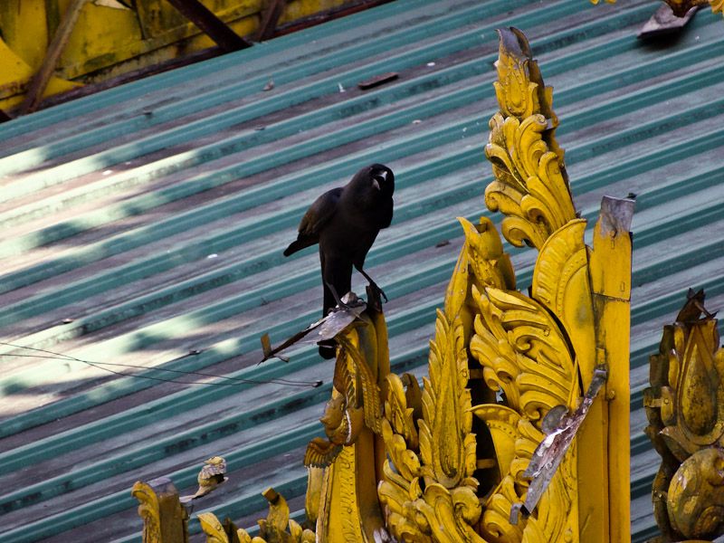 Bird At The Entrance