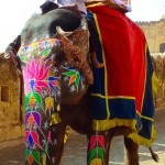 Elephants