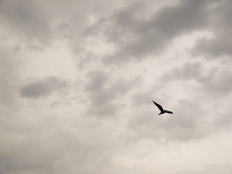 Flying High