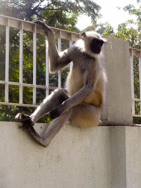 Monkey Invasion
