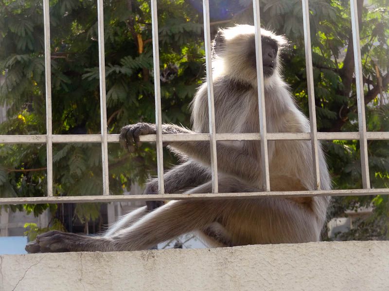 Monkey Invasion