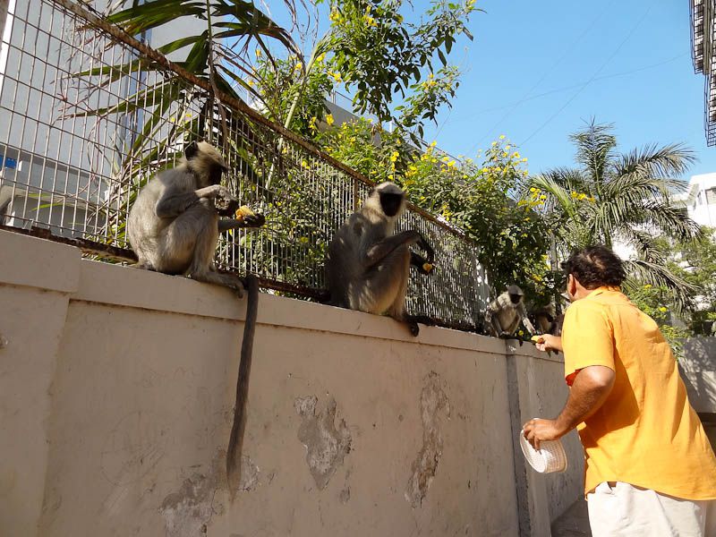 Monkey Invasion