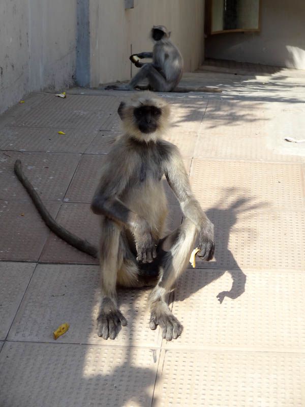 Monkey Invasion