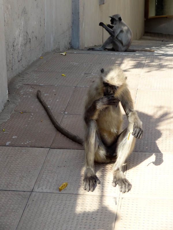 Monkey Invasion