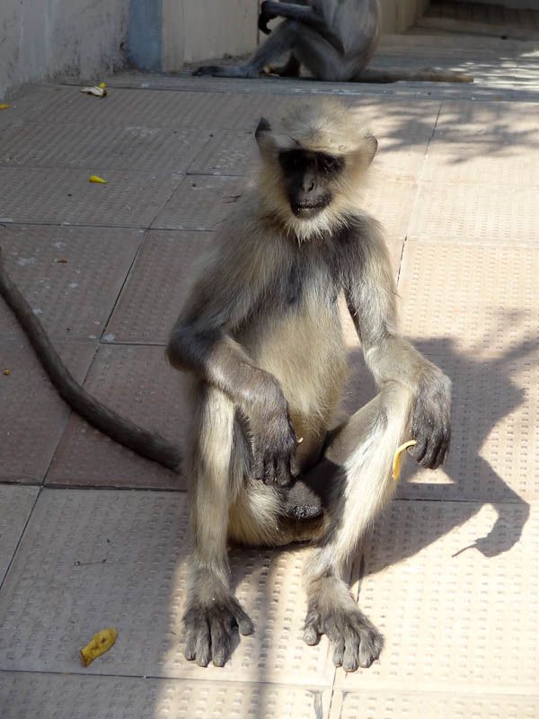 Monkey Invasion