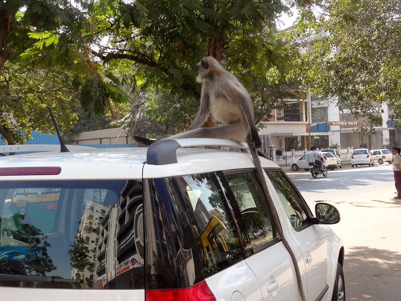 Monkey Invasion