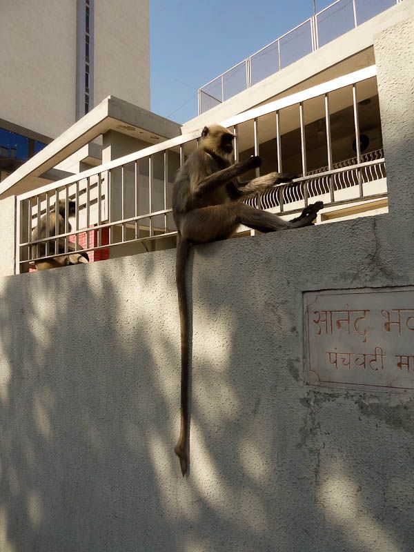 Monkey Invasion