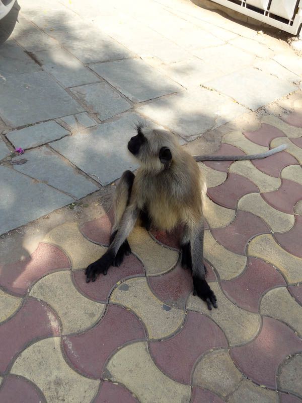 Monkey Invasion