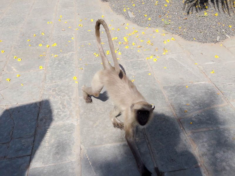 Monkey Invasion