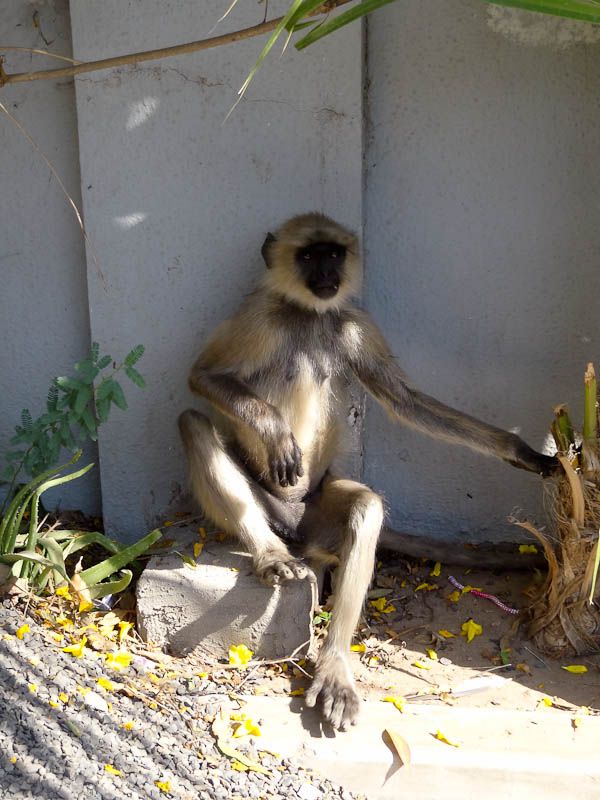 Monkey Invasion