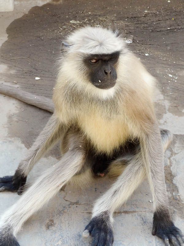 Monkey Invasion