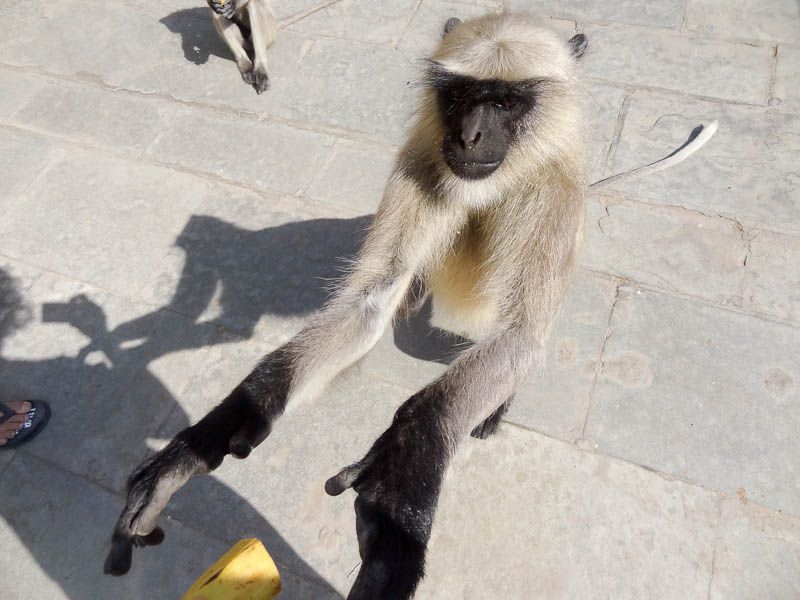 Monkey Invasion