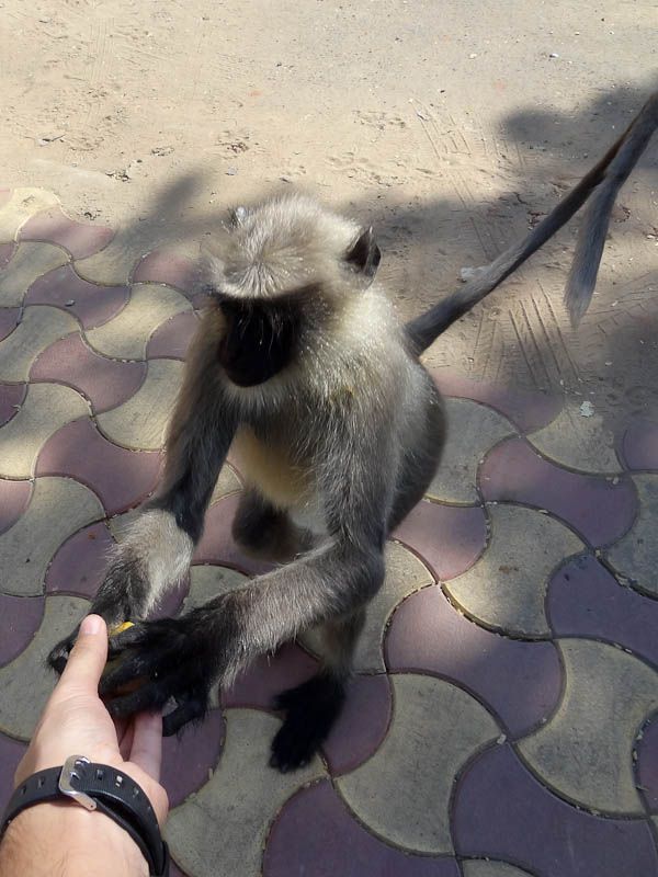 Monkey Invasion