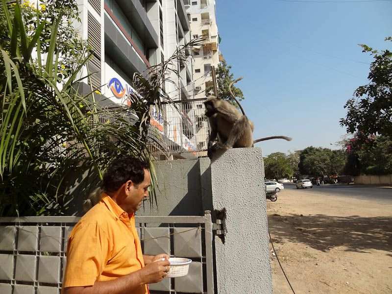 Monkey Invasion