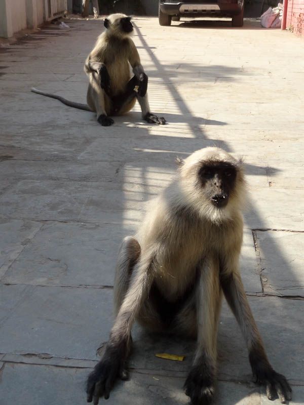 Monkey Invasion