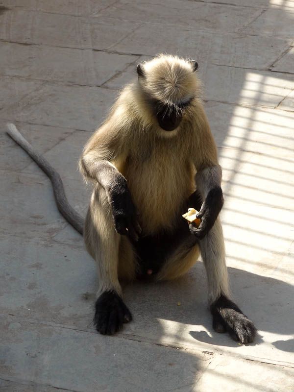 Monkey Invasion