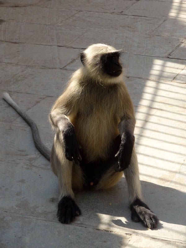 Monkey Invasion