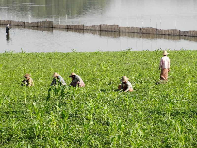 Working The Fields